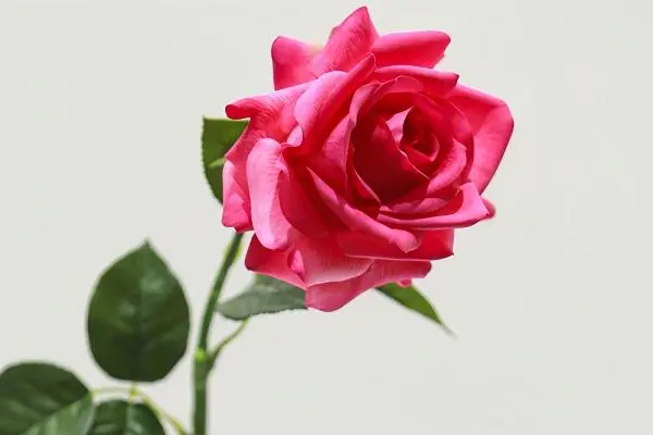 How to arrange long stem faux roses